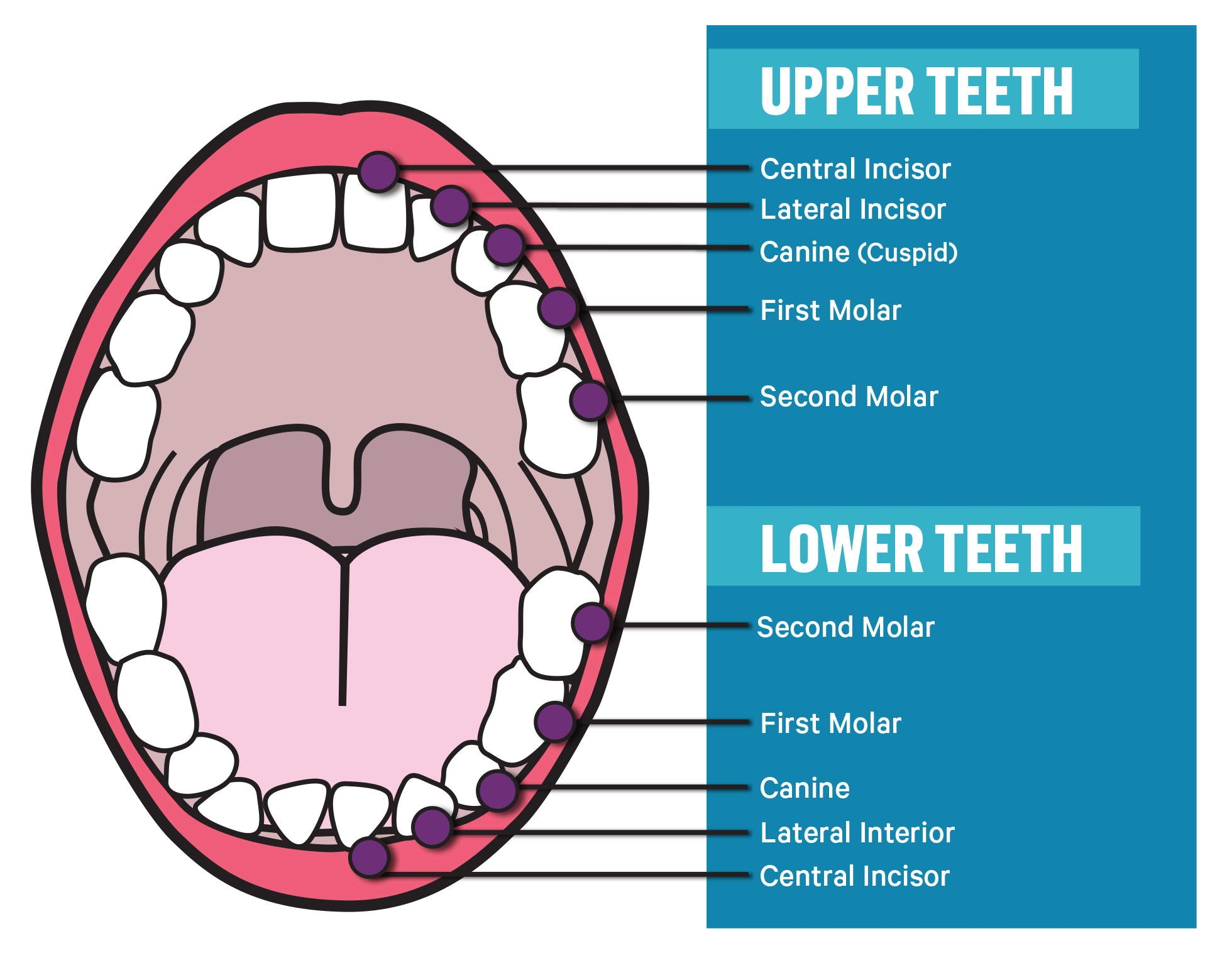 human-teeth-diagram-for-kids